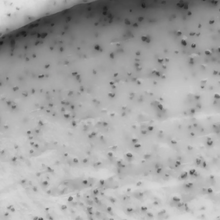 Load image into Gallery viewer, Everist - Exfoliating Body Wash Concentrate